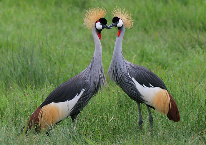 crowned-cranes